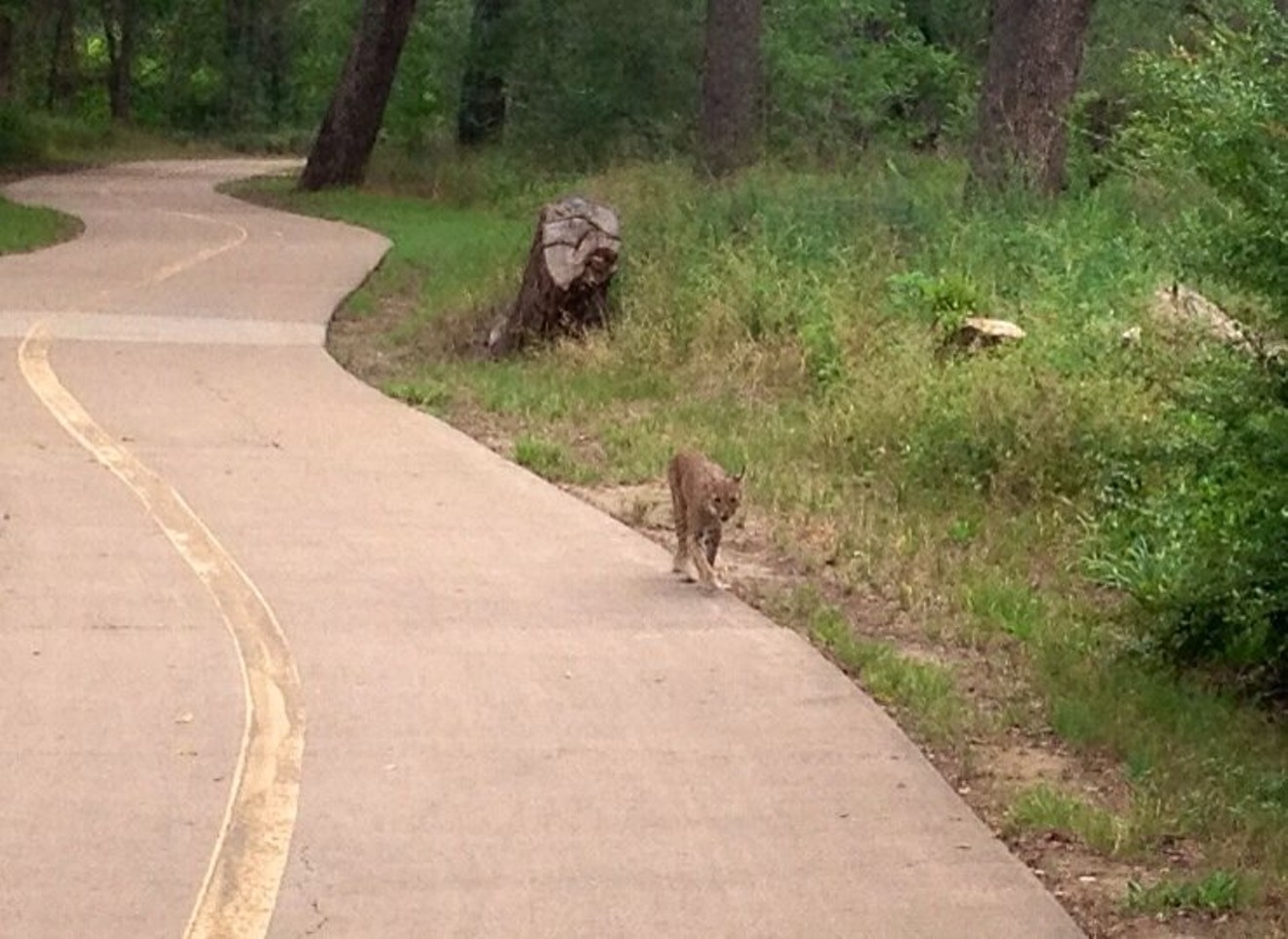 A bobcat was spotted at River Legacy Park.