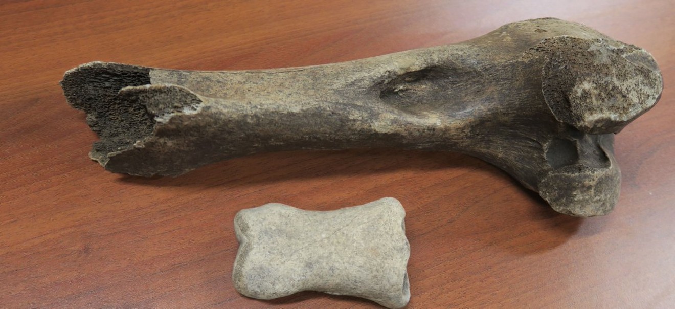 A bison femur (top) and a woolly mammoth tooth found at DFW Airport earlier this month.