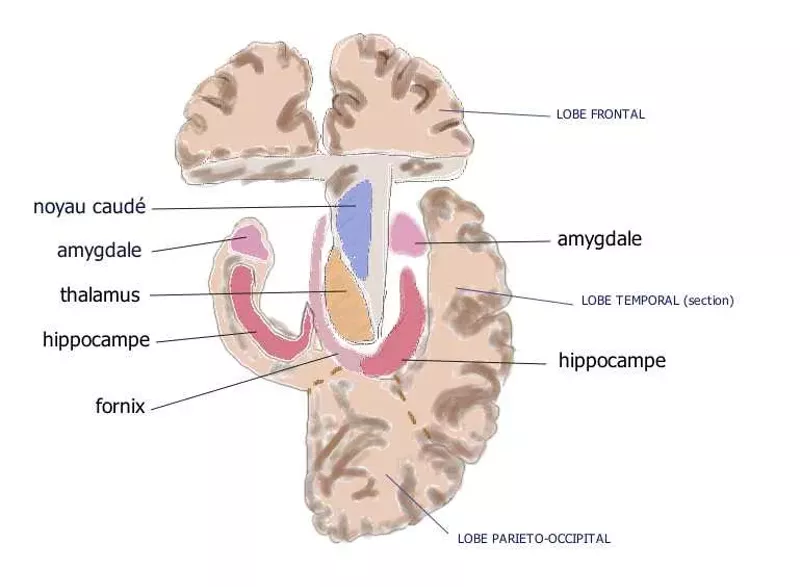 Image: Amygdala