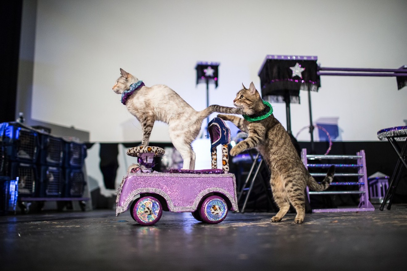 The seriously talented kitties in the Acro-Cats — performing at Texas Theatre Tuesday — can do all sorts of tricks and even play musical instruments.