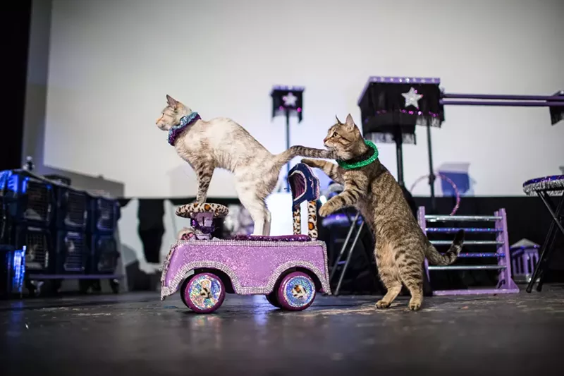 Image: The seriously talented kitties in the Acro-Cats — performing at Texas Theatre Wednesday — can do all sorts of tricks and even play musical instruments.