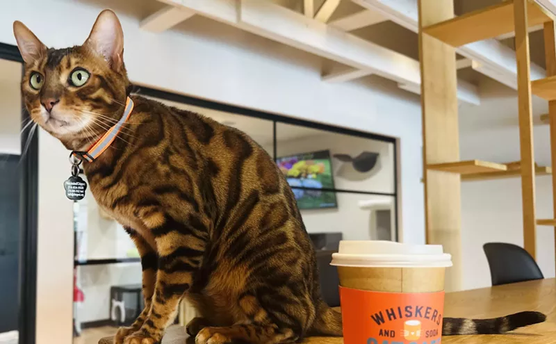Image: A Different Kind of Coffee Break: Dallas Welcomes Its First Cat Cafe