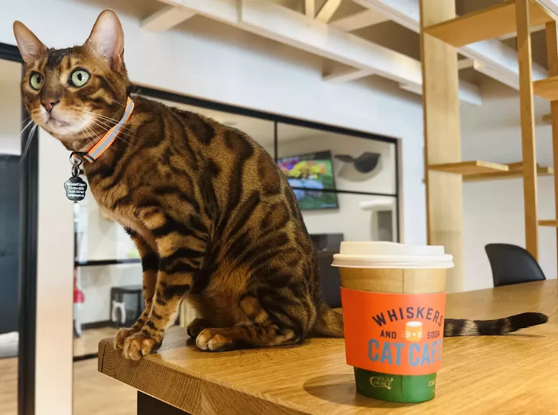 Image: Bruno the Bengal at Whiskers and Soda Cat Cafe.
