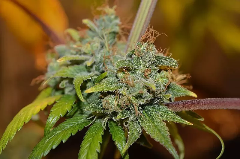Image: In Texas, possession of 2 ounces or less of marijuana is a misdemeanor punishable by a prison sentence of up to 180 days and a maximum fine of $2,000.