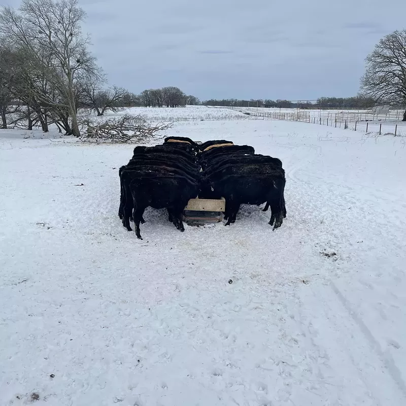 Image: Cows were given extra sustenance during the frigid temperatures to help them endure the stress of the storm.