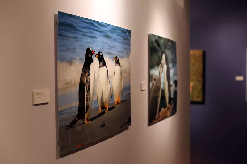 Image: O.R.D.A. Gallery showcases the works of nature photographer and writer David Salomon.