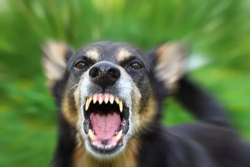 Image: A recent audit found flaws in Dallas' process for investigating and determining whether a dog is aggressive or dangerous.