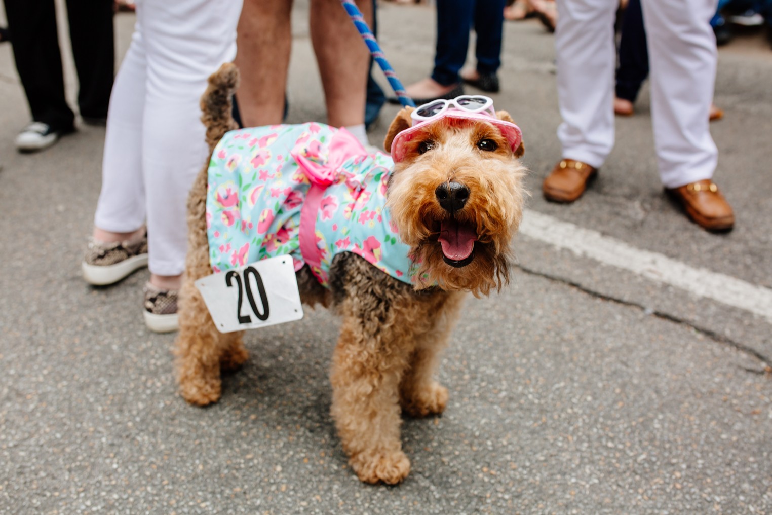 A Perfectly Pawsome Pooch Parade | Dallas | Dallas Observer | The