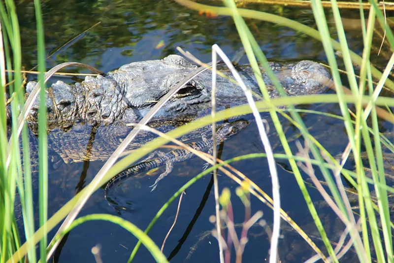 Image: Alligators have so far fallen fairly low on the county's list of priorities.