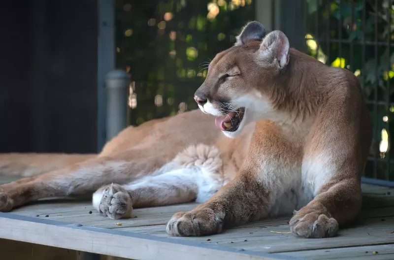 Image: Let's all leave mountain lions alone.