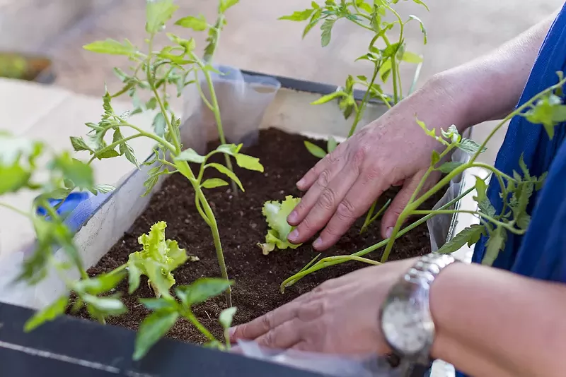 Image: Could gardening help solve South Dallas' food desert problem?