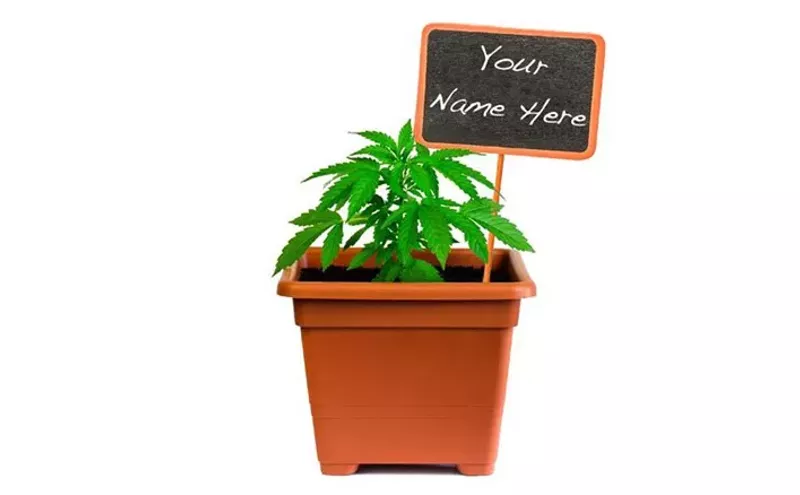 Image: Ask a Stoner: If I Create a New Strain, Can I Name It Anything?