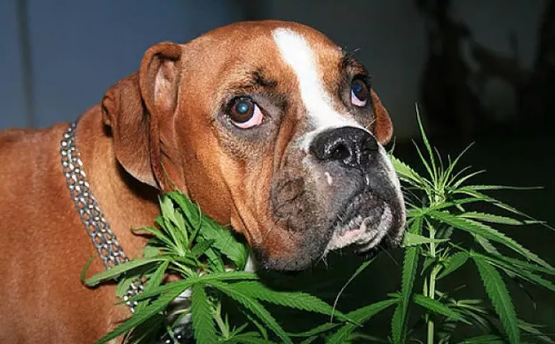 Image: Ask a Stoner: Is Pot Smoke Harmful to Dogs?