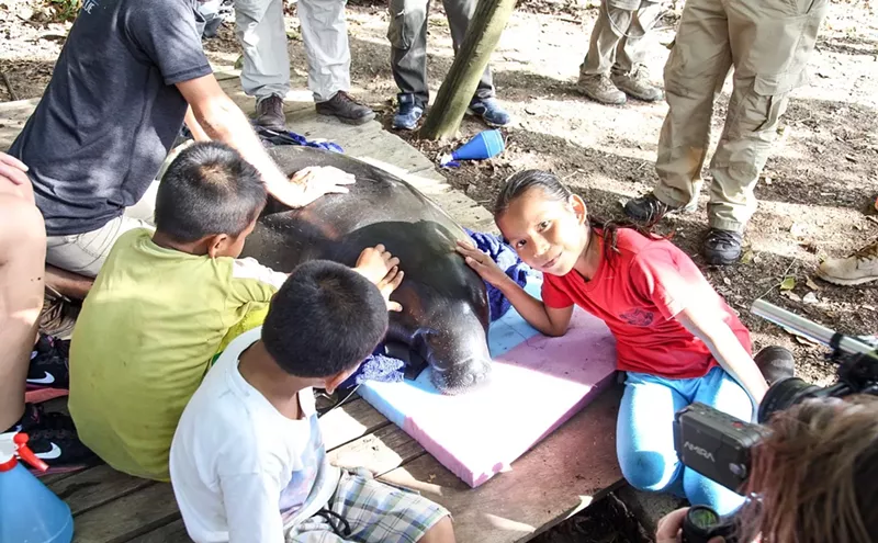 Image: BBC Documentary to Feature Dallas World Aquarium's Manatee Rescue Program