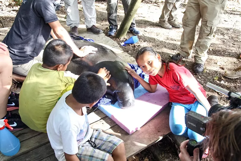 Image: Peru villagers celebrate the release of rescued Amazonian manatees.
