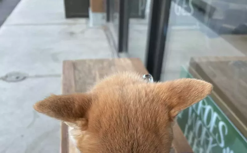 Image: Best Places in Dallas to Drink (AKA "Work Remotely") with Your Dog