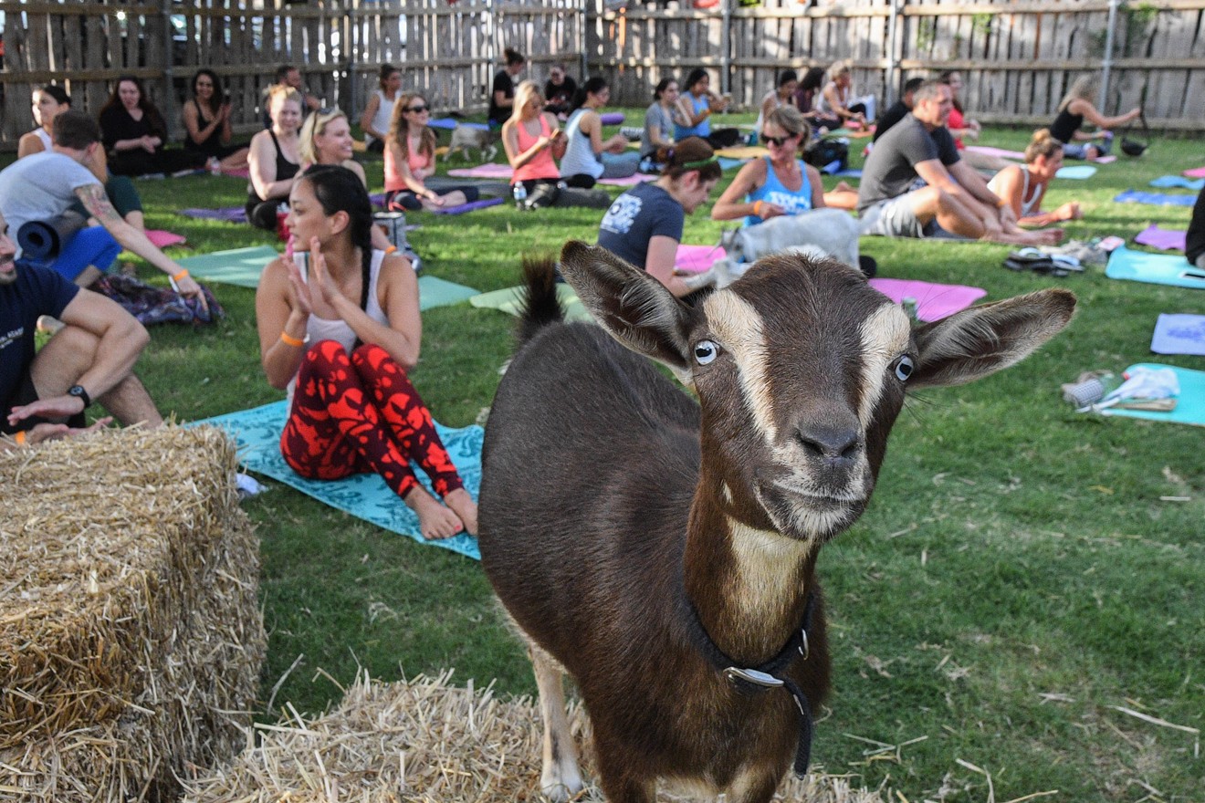 Yoga with goats: it sure beats getting another tie.