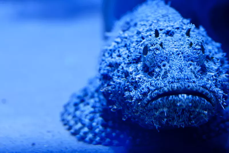 Image: Faced with low turnout, the Children's Aquarium at Fair Park has been seeing revenue losses for several years now. The pandemic may have just been the final nail in the coffin.