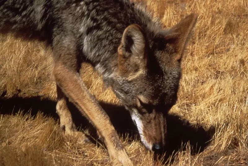 Image: Dallas Animal Services confirmed that at least two of the coyotes found dead in East Dallas had been shot.