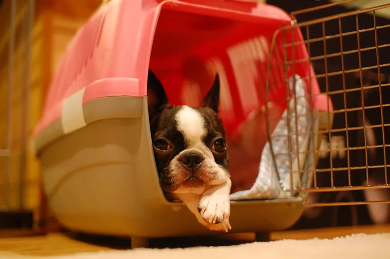 Image: pet dog
