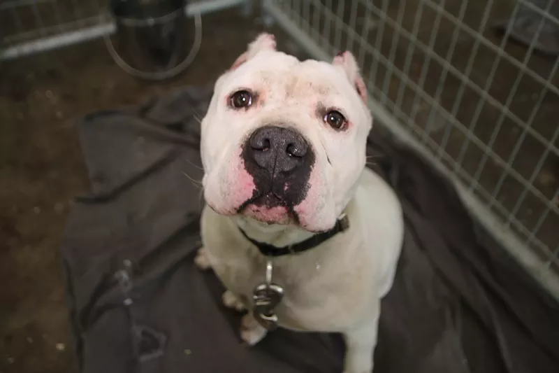 Image: Dallas Animal Services is currently overcrowded with dogs.