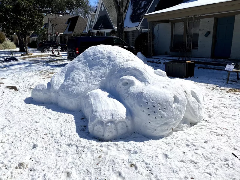 Image: A hippo outside of his natural habitat, courtesy of the Texas snow.