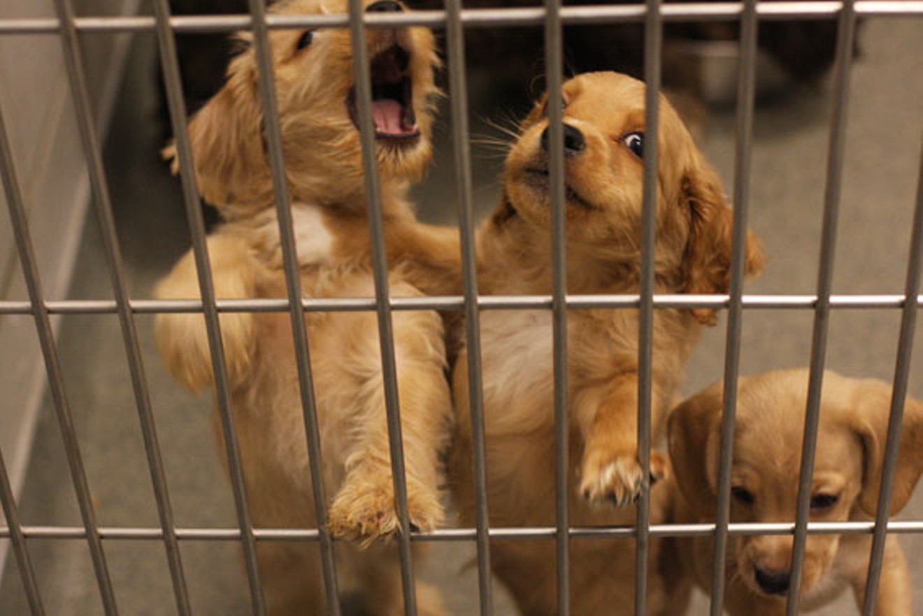 Three playful puppies at Dallas Animal Services. More dogs are making it out of shelters alive, the city says.