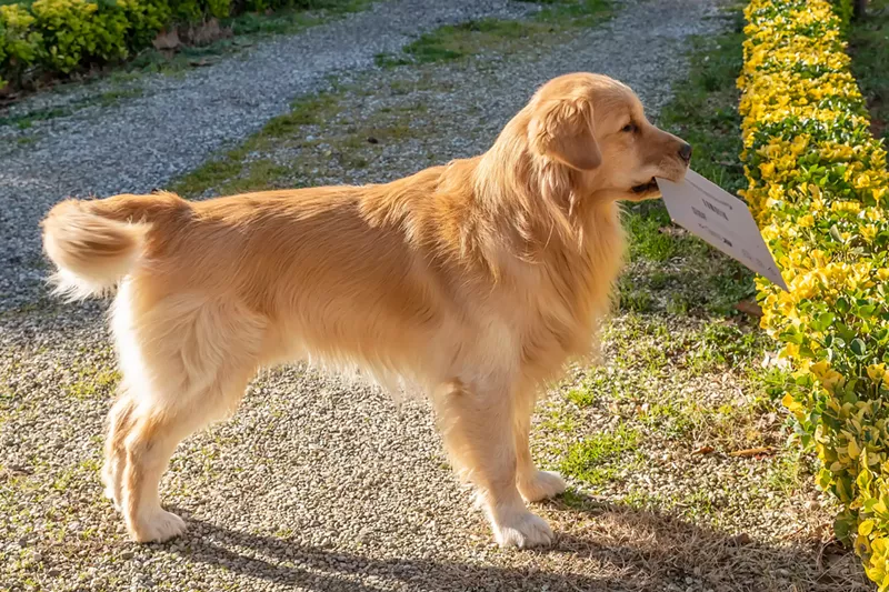 Image: dog