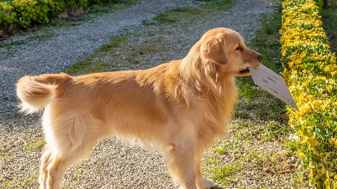 dog