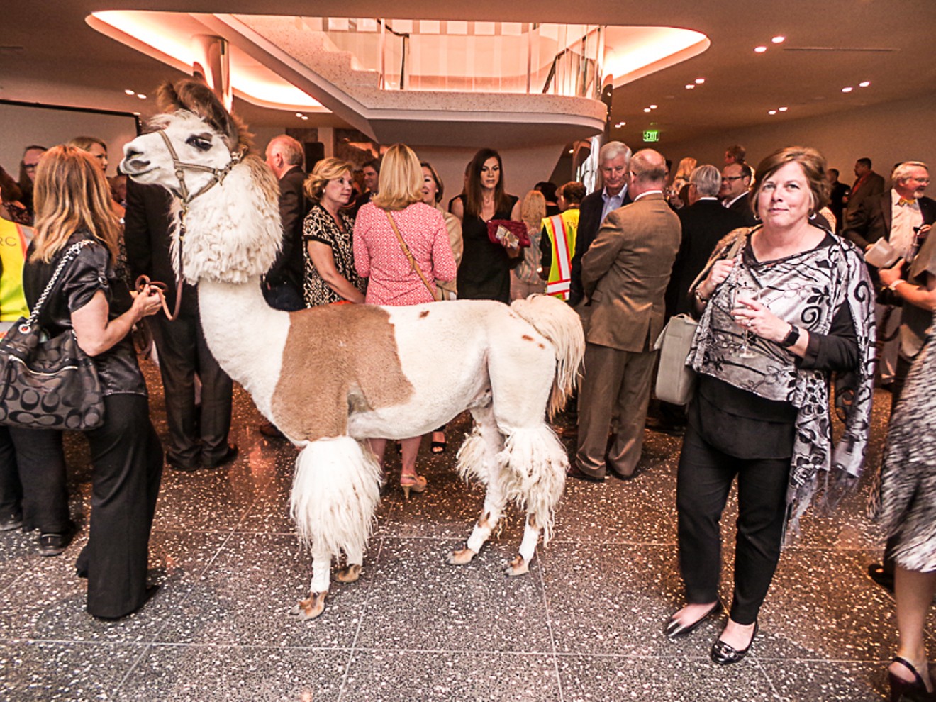 Among the 250 guests at the Statler Hotel Wednesday night was a llama, a nod to Conrad Hilton, the hotel's former owner,  who was a big fan of the animal.