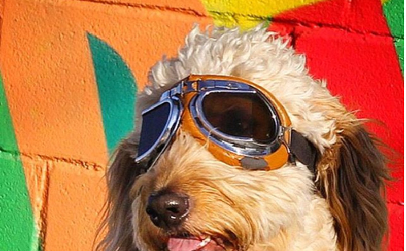 Image: #DogsOfDallas You Should Be Following Right Now