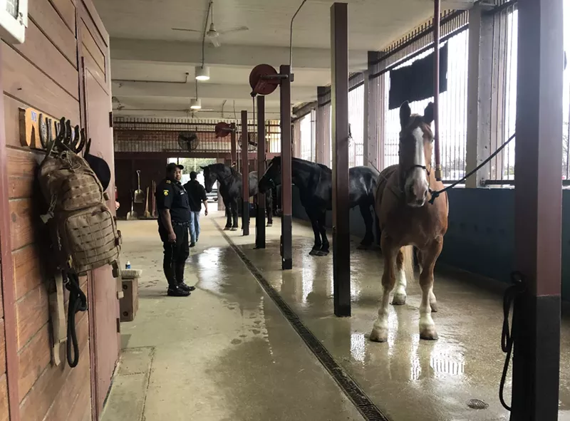 Image: The mounted unit horses are usually a solid color and must be at least 16 hands.