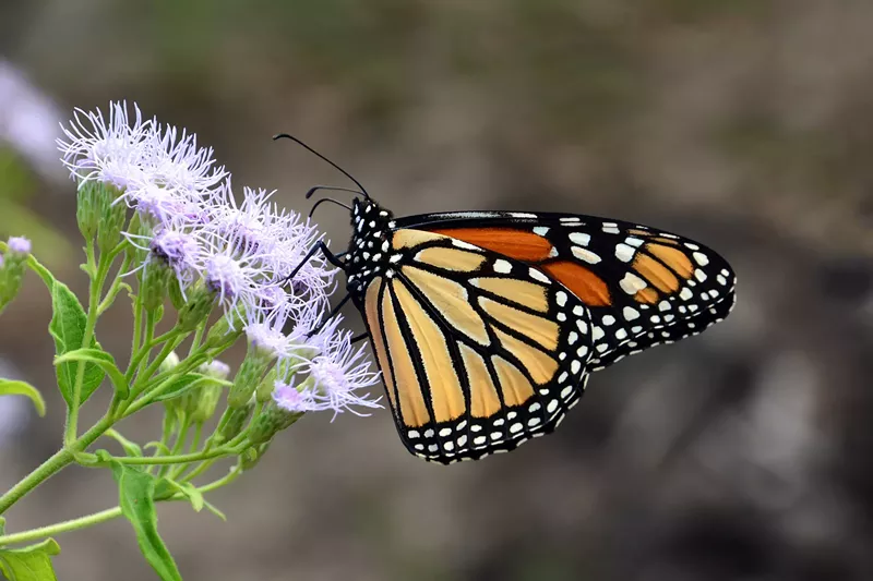 Image: The familiar monarch may be disappearing.