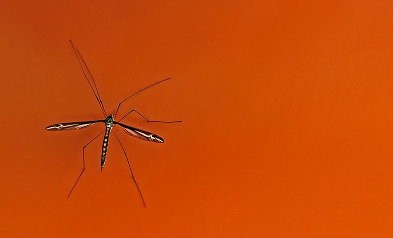 Infected mosquitoes transfer West Nile Virus.