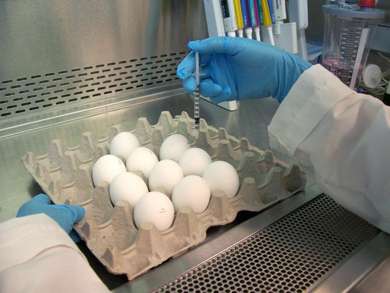 An FDA worker injects eggs with the flu. Eventually materials will be harvested from the eggs to make vaccines.