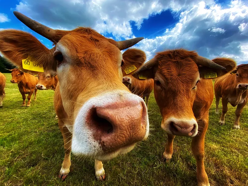 Image: Texas cows are going through it.