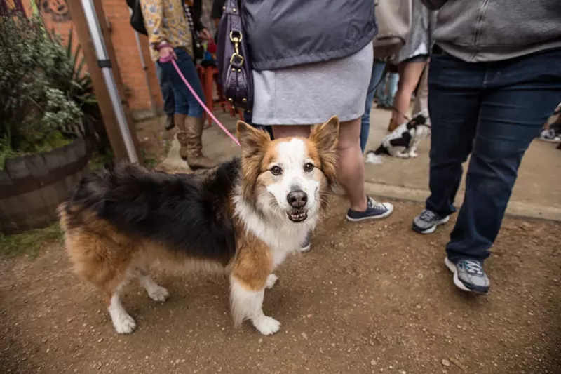 Image: THE DOG IS SMILING.