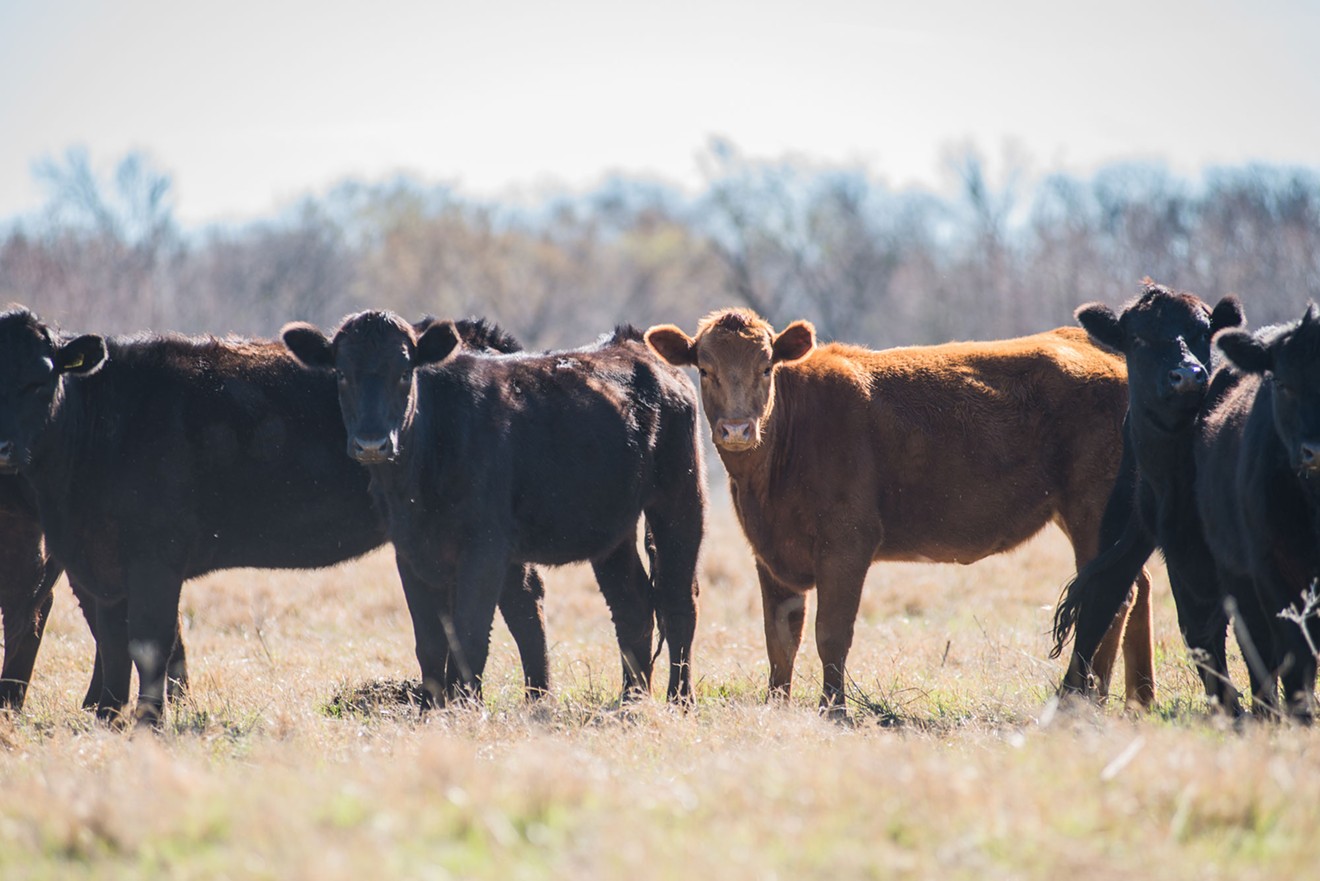 Cattle on Taggart's ranch in Grandview, Texas