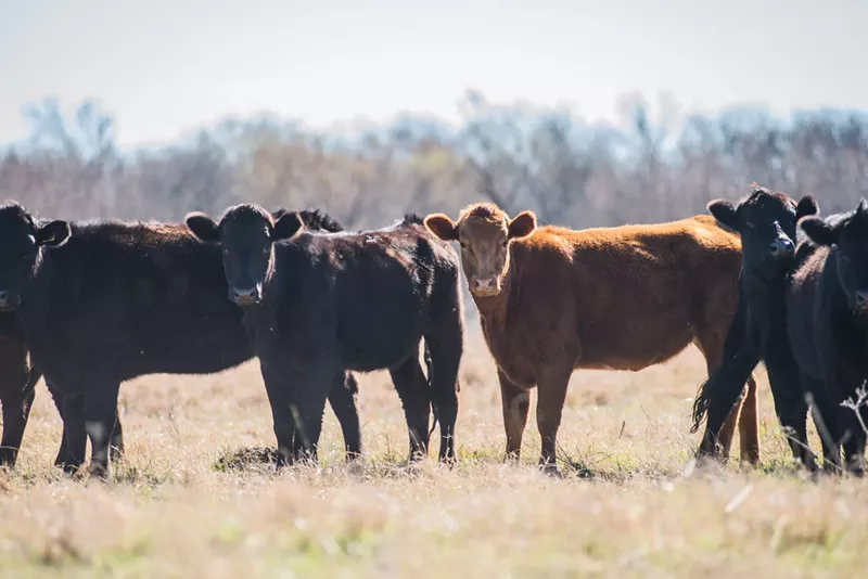 Image: Cattle on Taggart's ranch in Grandview, Texas