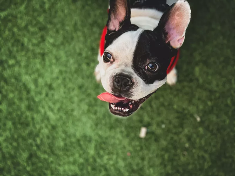 Image: The saga of Mabel the dog was filled with twists and turns.