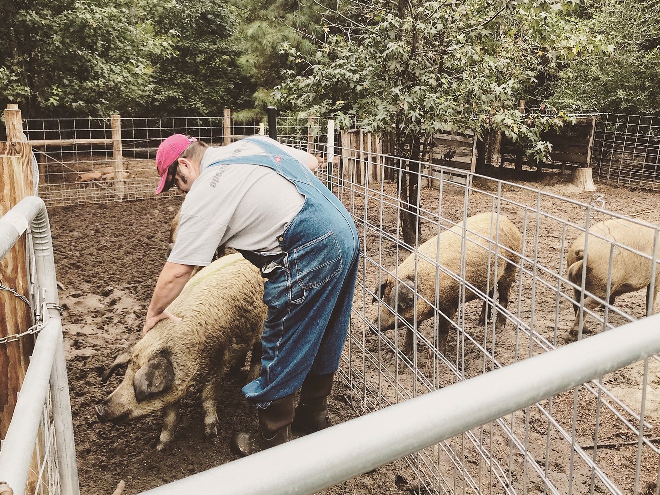 Calvin Medders works with the animals on Chubby Dog Farm, which he and his wife, Karyn, own and operate.