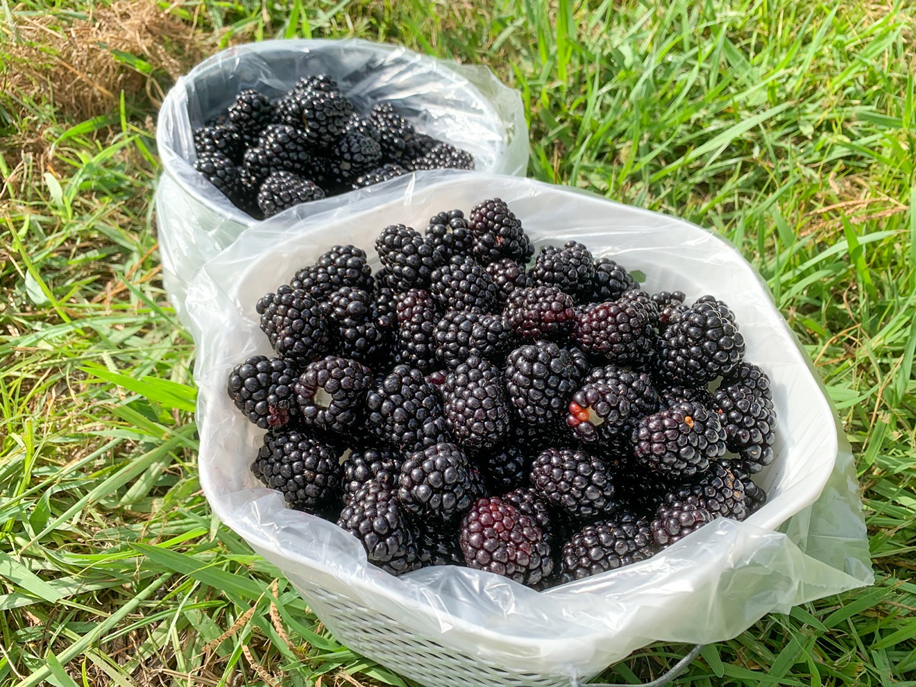 Freshly picked blackberries, which are soon to be jam.