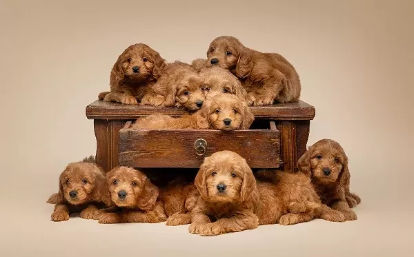 Litter of F1 Mini Golden Doodle Puppies Poised on and in a brown wood dresser