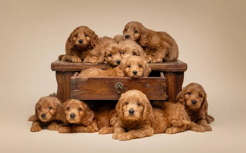 Litter of F1 Mini Golden Doodle Puppies Poised on and in a brown wood dresser