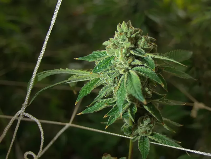 Image: Texas has a medical marijuana program called The Compassionate Use Program.