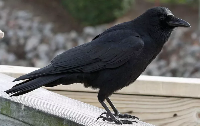 Image: Corvus brachyrhynchos, better known in Texas as 'Jim.'
