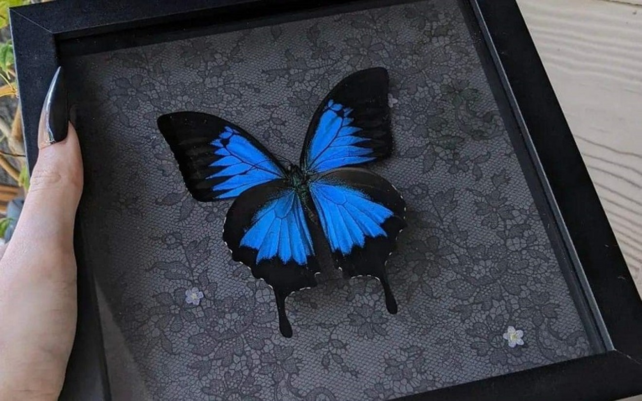 A mounted butterfly by Lily Lurid. Art with dead insects is all the rage in the Dallas area.