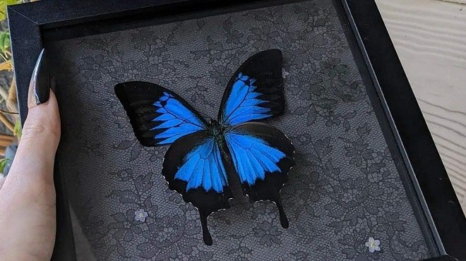 A mounted blue butterfly by Lily Lurid. Art with dead insects are all the rage in Dallas.