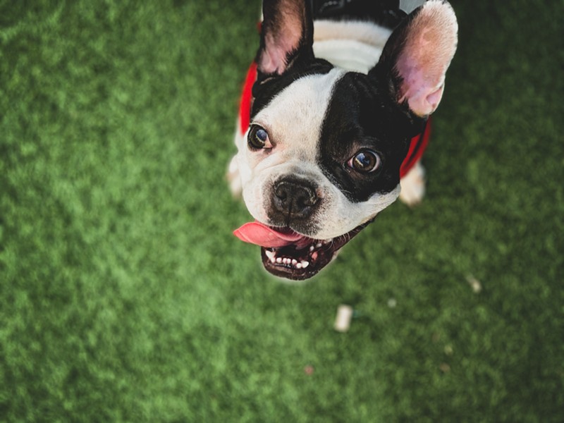 "Because French Bulldogs are quite popular now and known to be expensive, this guy most likely stole her to sell her," someone wrote on Reddit.