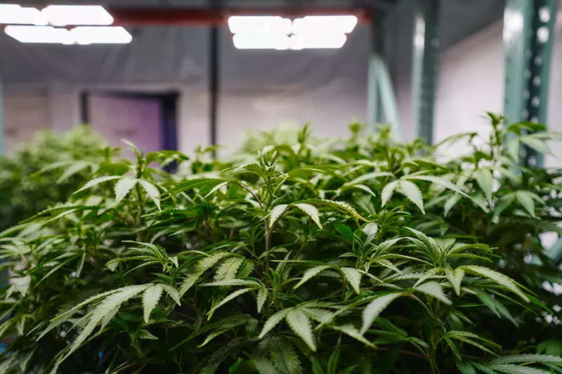 Image: Sen. Nathan Johnson, a Dallasite, filed a bill that would allow low-level marijuana possession. Dallas tried to do this already, but Ken Paxton sued. Now Johnson is coming for Paxton's soon-to-be vacated office.
